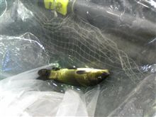 釣りです