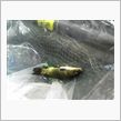 釣りです