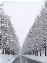 雪のメタセコイア