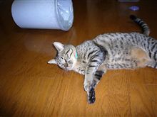 書くネタがないので…猫=^_^=