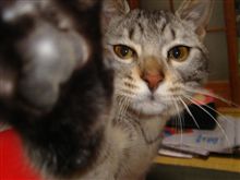猫ランキング投稿しました~(^^ゞ 猫ランキング投稿しました~(^^ゞ