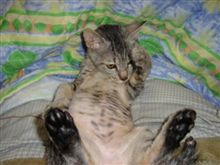 猫ランキング投稿しました~(^^ゞ2 猫ランキング投稿しました~(^^ゞ2