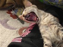 猫ランキング投稿しました~(^^ゞ3 猫ランキング投稿しました~(^^ゞ3
