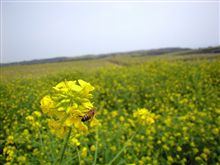 菜の花畑