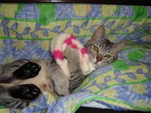 「もち」という名の猫 「もち」という名の猫