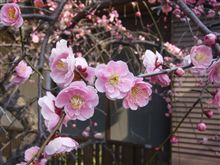 春近し？