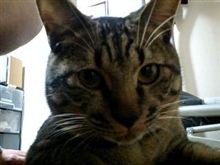 今日は猫の日！明日は休日…出勤