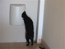 今日は猫の日