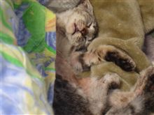 こんな日は猫になりたい(-_-)zzz