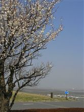 春が来ました