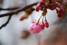 河津桜