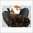 今日の猫さんﾆｬﾆｬ