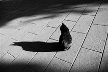 城山のねこたち(9)