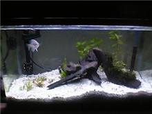 水槽リセットです。