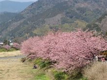 河津桜、ぼちぼち終わりですよ~ 河津桜、ぼちぼち終わりですよ~