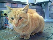ねこ分補給所発見！