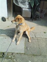 びびり犬(^_^;)