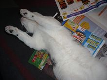 人間的暮らしに戻れるか？