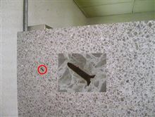 トイレの壁で見つけたもの 