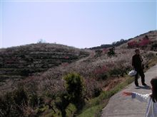 綾部山梅林 
