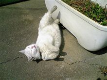 ひなたぼっこ～