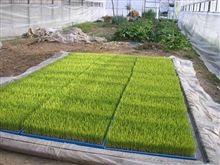 今年も稲の植え付け準備の季節です。 今年も稲の植え付け準備の季節です。
