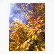 紅葉が綺麗です！