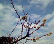 幕張の梅・・・。