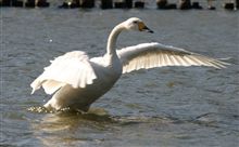 白鳥さん