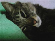 mochaさん、脱走の末に屋根から降りられず=^_^;= PARTⅡ