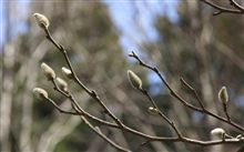 春です。