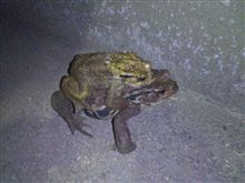 嫌いな人は見ないでね 嫌いな人は見ないでね