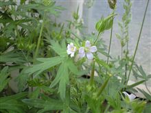 道端の花
