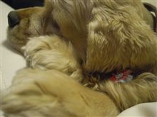 サボります（涙）