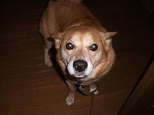 ポッポ（犬）さんと遊ぶ予定が。。。