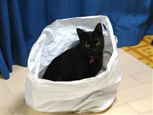今日の猫画像