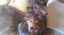 犬の上にも3年