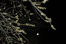満月と桜