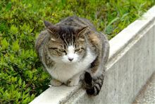 野良猫 野良猫