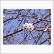 桜(^^)/