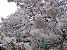 『観桜会』のお知らせ