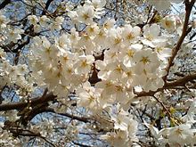 今日の桜(さいたま市)