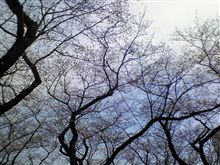 職場のお花見