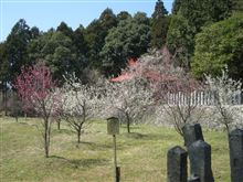 梅の花が咲いていましたよー