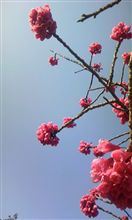 桜。