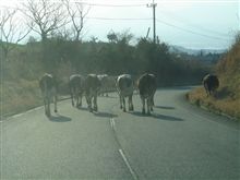 [道はあるけど･･･]