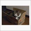 我が家の捨て猫？！