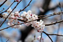 花より団子？