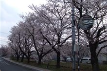 桜、さくら、サクラ。。。