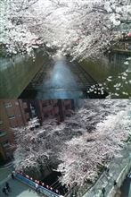 桜 調査隊！
